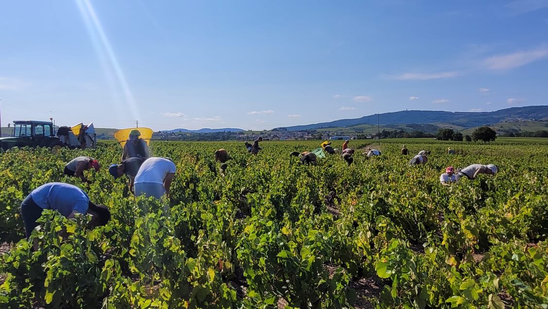 Image début des vendanges